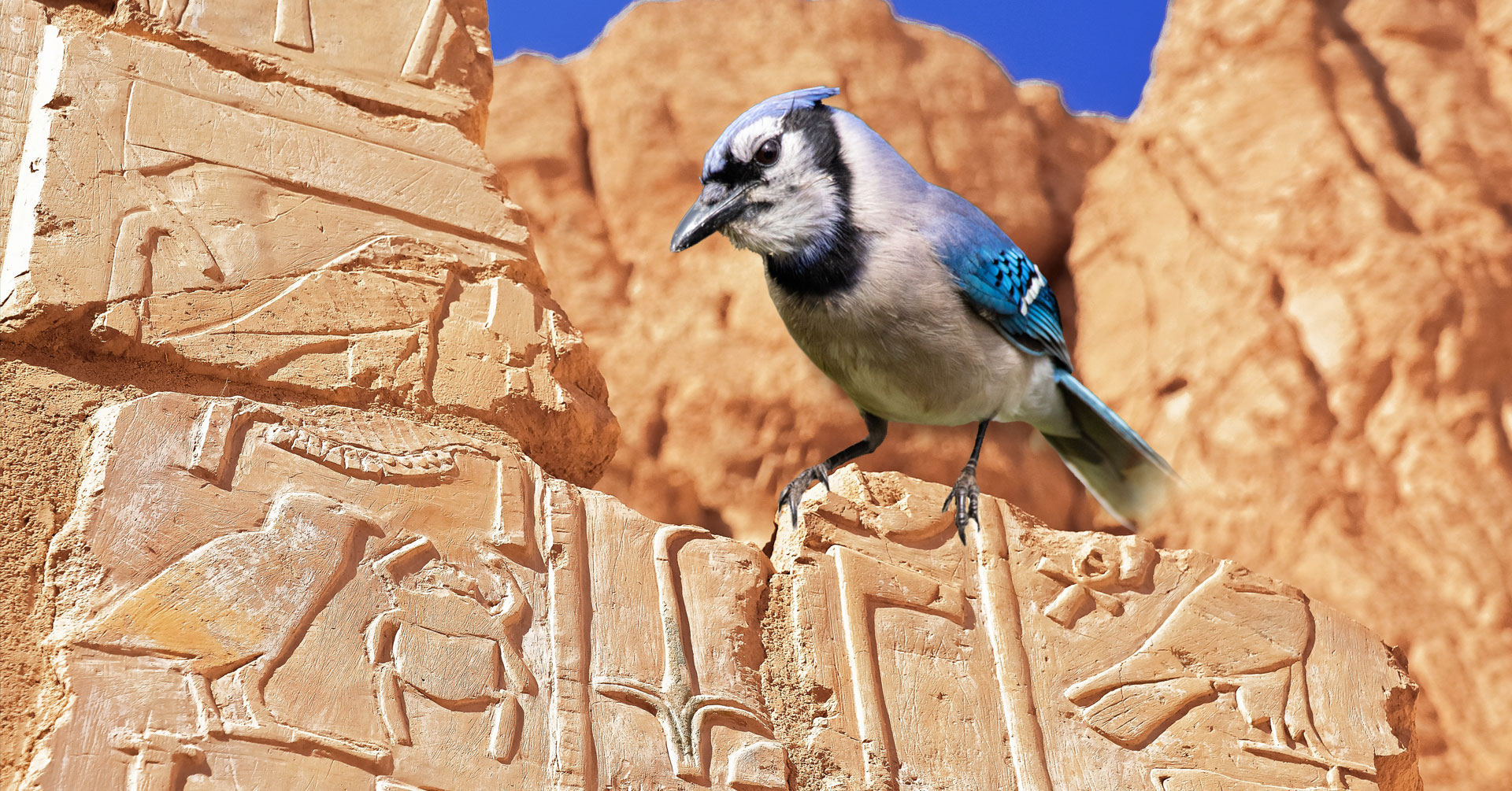 An american blue jay sitting on top of Egyptian heiroglyphs