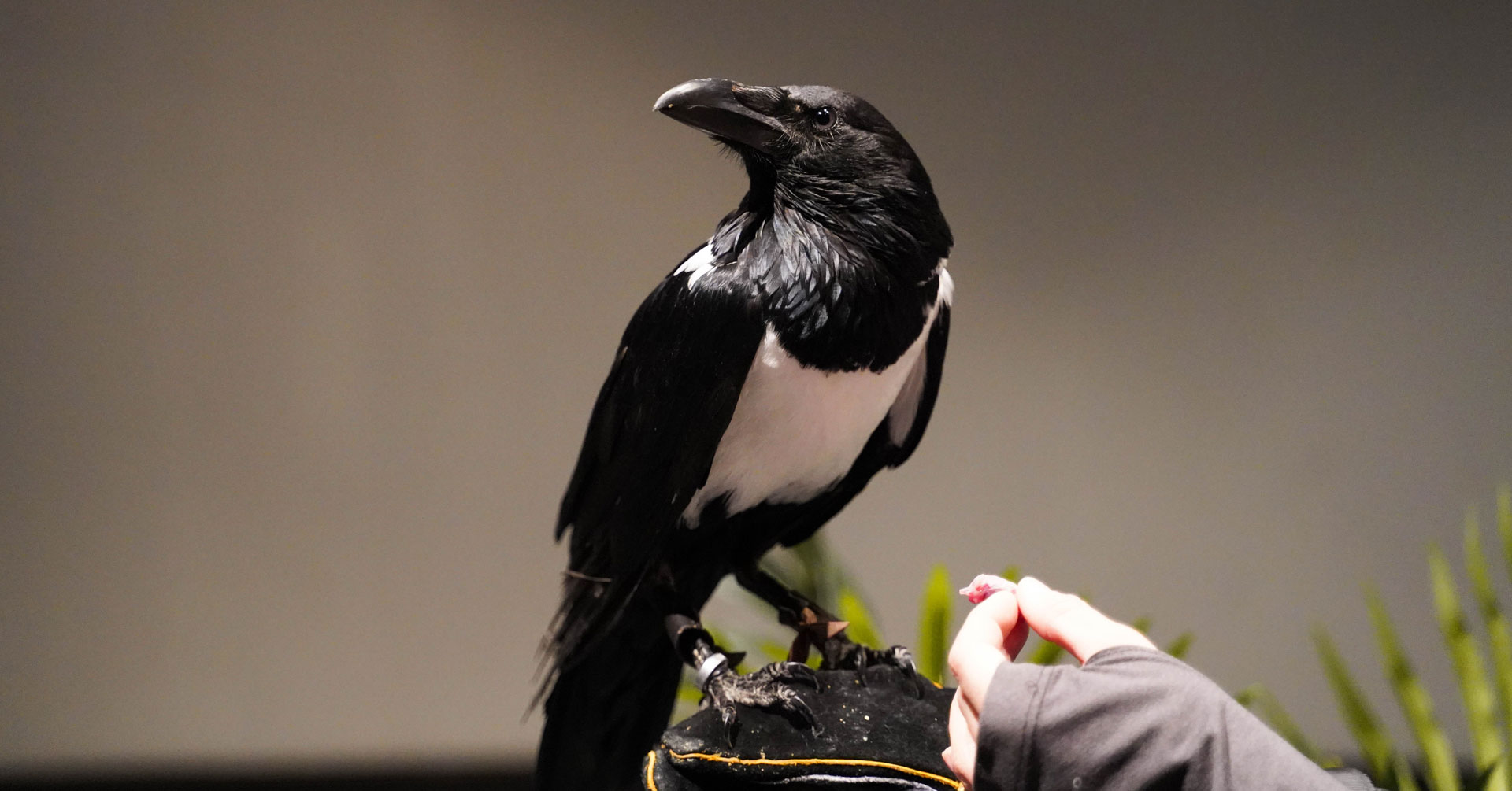 A crow from the museum's animal encounter