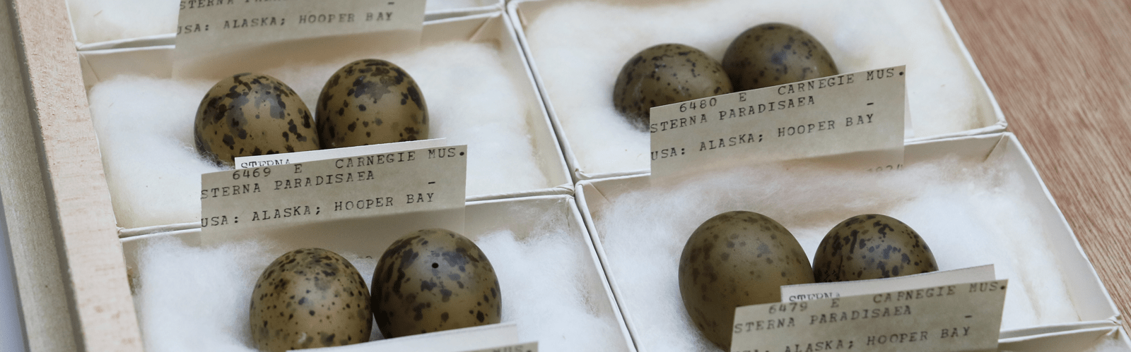 Bird Eggs CMNH