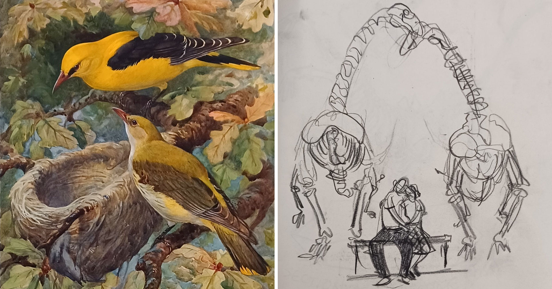 Golden Orioles and dinosaur sketch